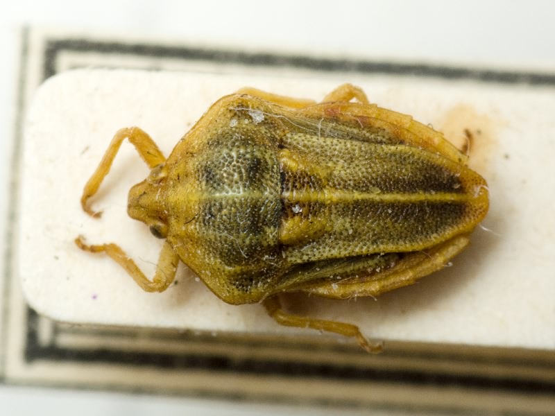 Tholagmus flavolineatus (Fabricius, 1798)